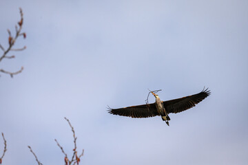 Great Blue Heron flying in with a twig for nest building in the spring, Marymoor Park, Redmond, WA
