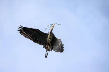 Great Blue Heron flying in with a twig for nest building in the spring, Marymoor Park, Redmond, WA
