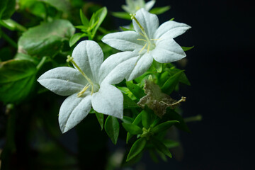 lily of the valley in the garden