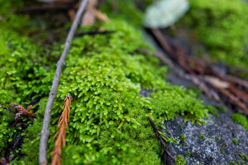 moss on a stone
