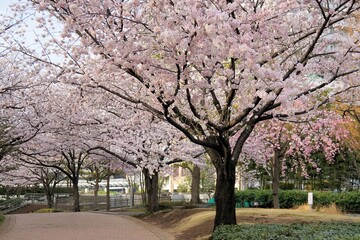 桜のある風景