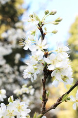 White plum blossom in spring, April.
