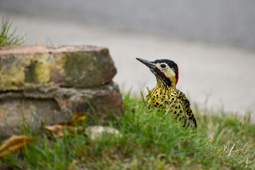green-barred woodpecker (Colaptes melanochloros) on the ground