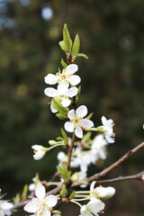White plum blossom in spring, April.