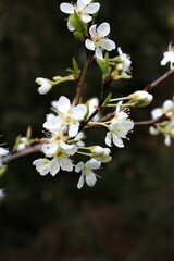 Obraz premium White plum blossom in spring, April.