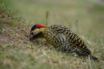 green-barred woodpecker (Colaptes melanochloros) on the ground