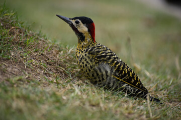 green-barred woodpecker (Colaptes melanochloros) on the ground