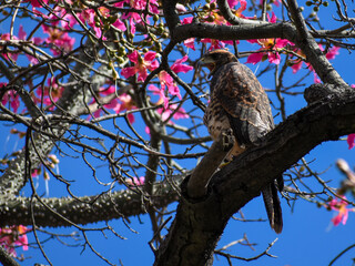 Harris's hawk (Parabuteo unicinctus) in a floss silk tree (ceiba speciosa)