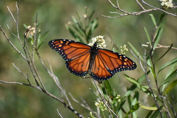 Fototapeta na wymiar Southern monarch butterfly (Danaus erippus)