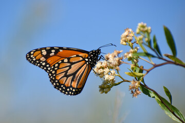 Southern monarch butterfly (Danaus erippus)