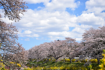 白石川堤一目千本桜