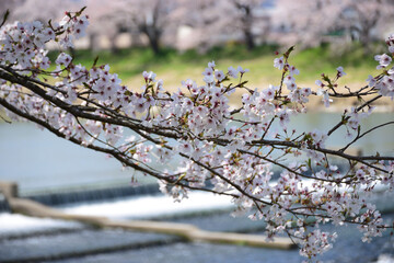 桜