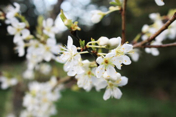 White plum blossom in spring, April.