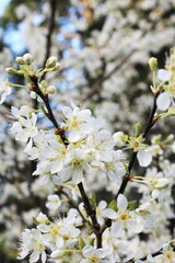 White plum blossom in spring, April.