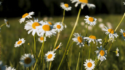 Beautiful daisies in sunny meadow. Creative. Beautiful chamomile flowers in meadow on background blue sky. Summer meadow flowers on sunny day