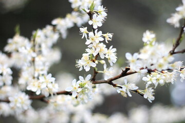 White plum blossom in spring April, background blur with bokeh