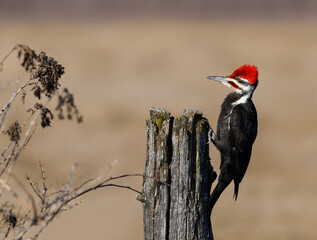 Male Pileated Woodpecker on Fence Post on Farmer's Field