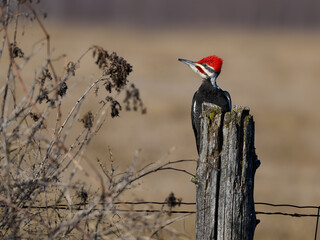 Male Pileated Woodpecker on Fence Post on Farmer's Field