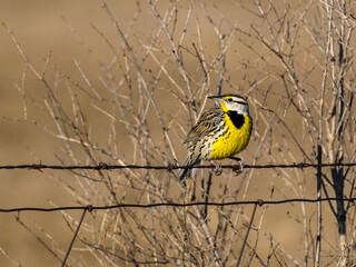 Eastern Meadowlark Sitting on Fence Wire in Early Spring