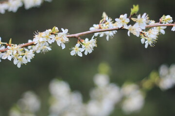 White plum blossom in spring April, background blur with bokeh