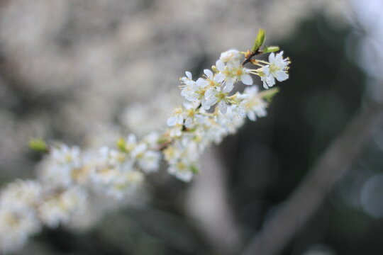 White plum blossom in spring April, background blur with bokeh