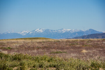 Obraz premium Antelope Valley Blooms