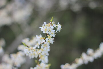 White plum blossom in spring April, background blur with bokeh