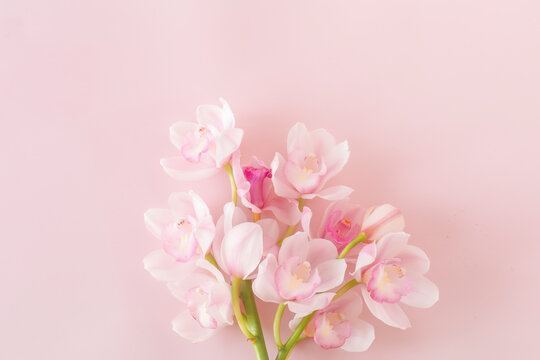 シンビジウム Images – Browse 903 Stock Photos, Vectors, and Video