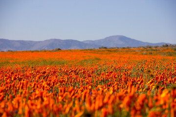 Fototapeta premium Antelope Valley Blooms