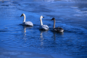 3 swans in a row