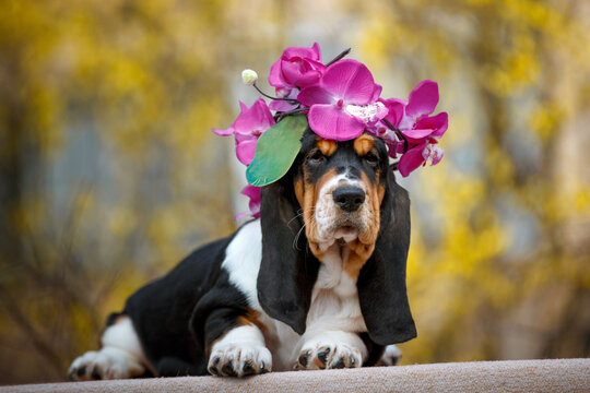 Cute basset hound puppy