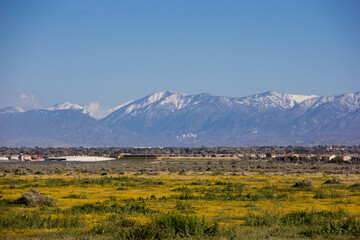 Antelope Valley Blooms
