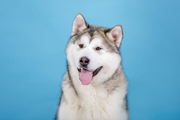 Siberian Husky studio portrait