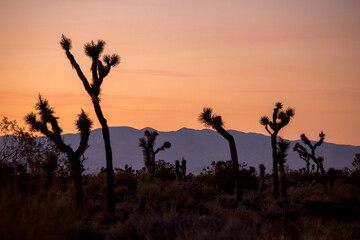 Mojave Sunsets