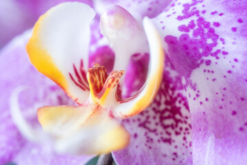 Naklejka na ściany i meble stamen of moth orchid flower