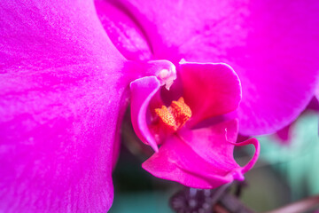 stamen of moth orchid flower