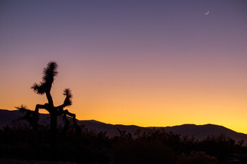 Mojave Sunsets