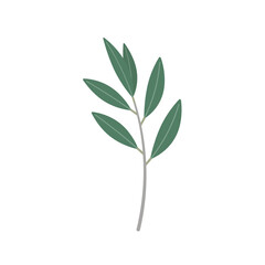 緑色の葉と枝 - 実のないオリーブのシンプルな素材