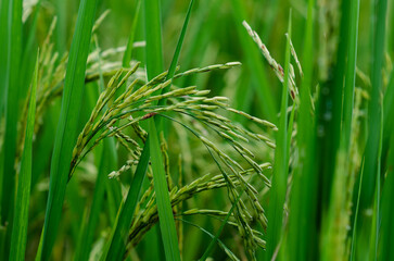 Thai jasmine rice seed from its tree with green leaves at rice field in the north of Thailand.