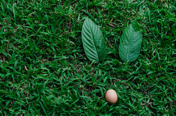 Egg and leaves set as bunny rabbit nose and ears on green grass. Easter day background concept.
