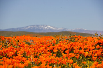 Fototapeta na wymiar Antelope Valley Blooms