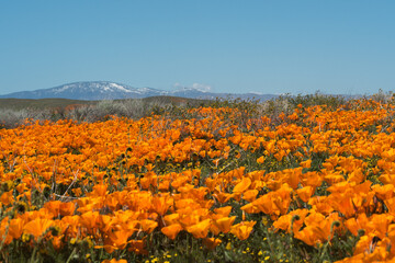 Antelope Valley Blooms