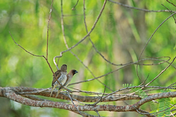 Scaly-breasted Munia on a branch