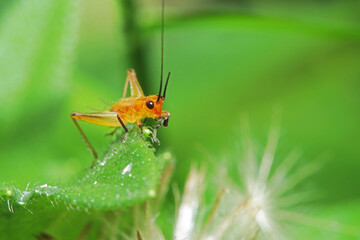 A cricket on leaf