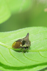 The aphid on leaf