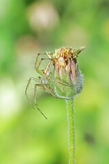 A spider on grass flower
