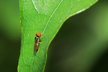 A fly insect on leaf