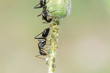 A black ant on grass flower
