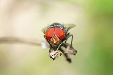 A fly insect on branch