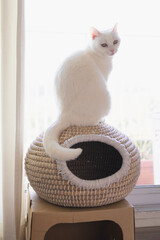 白の保護猫（a cute white rescued cat）